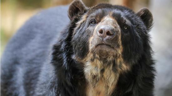 Vista frontal de un ejemplar de oso andino, en el zoológico de Guayllabamba, Quito.