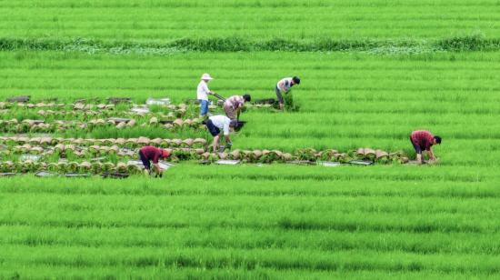 Foto aérea de un cultivo de arroz en China, donde también se creó un tipo de arroz perenne o resistente.