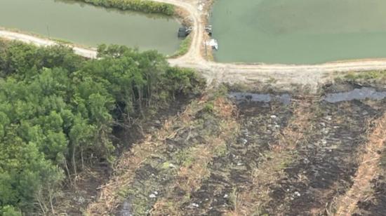 La Cámara Nacional de Acuacultura denunció al Ministerio de Ambiente la tala de manglares en el Golfo de Guayaquil. el 11 de octubre de 2023.