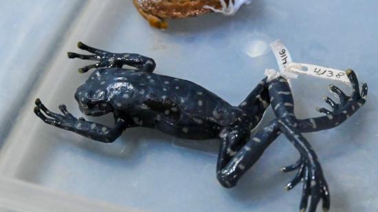 Una especie nueva de rana descubierta en el corredor Llanganates-Sangay, el 6 de julio de 2023.