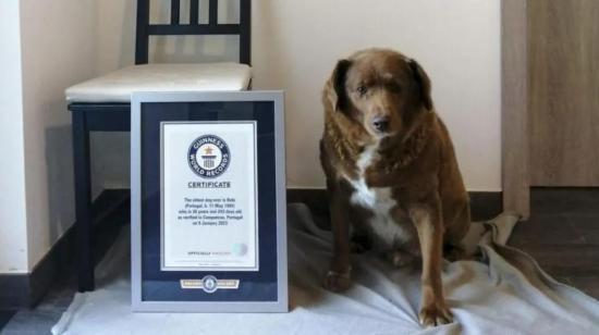 Bobi tenía el récord por ser el perro más longevo del mundo.