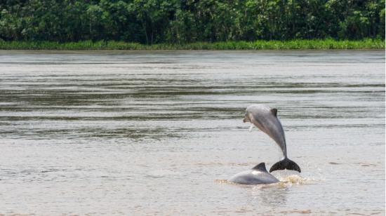 Dos delfines de río, amenazados por varios factores, como el cambio climático, en la Amazonía. 