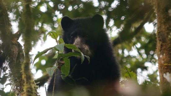 Imagen referencial de un oso de anteojos