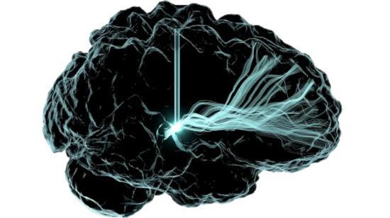 Ilustración del cerebro humano, revelado por el proyecto BigBrain 2025.