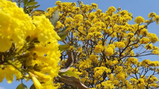 Guayacán amarillo, especie nativa del bosque seco tropical de Ecuador.
