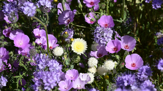 Regalar flores violetas es un gesto que se está popularizando varios países, entre ellos Ecuador.