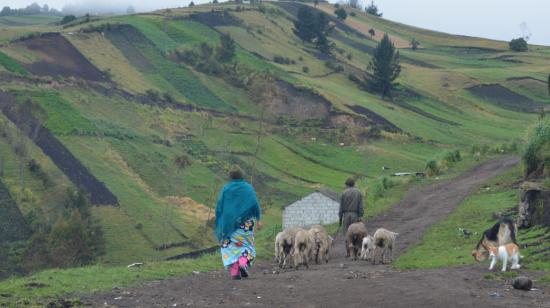 Los cuidadores del páramo son en mayoría de las comunidades indígenas de Tungurahua.