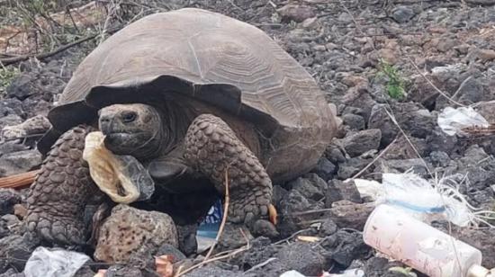 Una tortuga en la isla Santa Cruz ingiriendo desechos plásticos. 