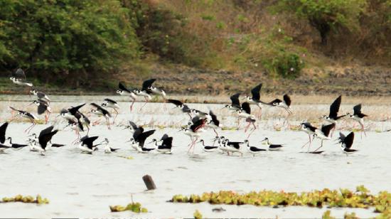 Imagen referencial sobre aves en la reserva de El Morro