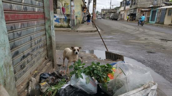 Durán experimentó un brote de leptospirosis en marzo del 2023 precisamente por la mala disposición de basura y la proliferación de ratas en el cantón. 