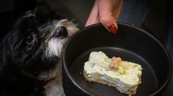 Fiuto es un restaurante gourmet en Roma, Italia, especializado en comida para perros.