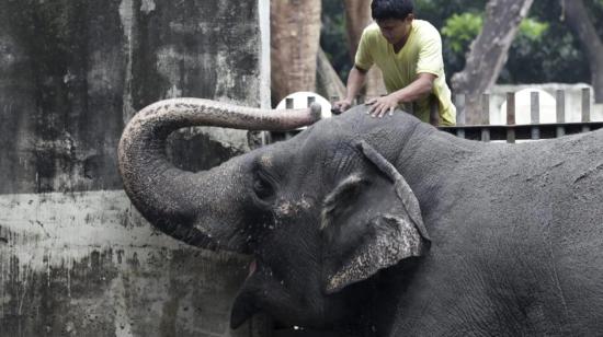 Imagen de archivo del elefante Mali en el zoo de Filipinas, en 2012.