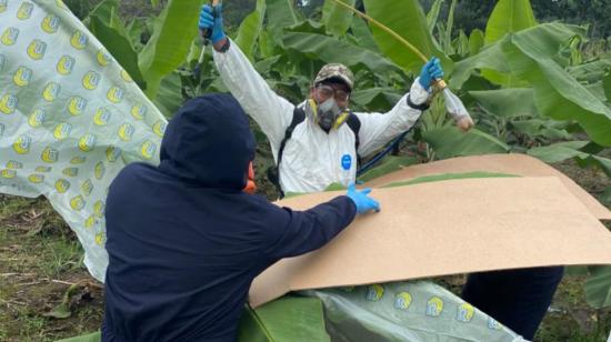 Imagen referencial de la fumigación de una hoja de la planta de banano con biocontroladores. 