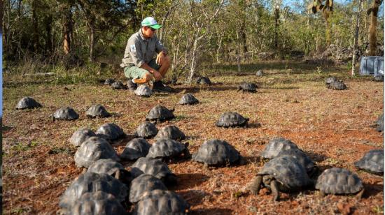 Jóvenes tortugas gigantes regresan a su hábitat en la isla Santa Cruz.