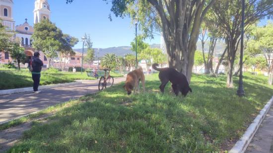 Dos perros callejeros en el parque de Conocoto, el 24 de enero de 2024.