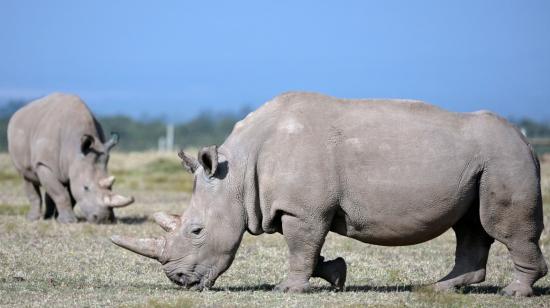 Vista frontal de las dos únicas rinocerontes blancas del Norte en Kenya. 