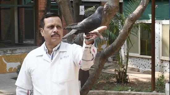 Una paloma, capturada hace ocho meses por las autoridades indias, fue liberada, tras meses de sospechas de que el ave servía de vehículo para mensajes de espionaje provenientes de China.
