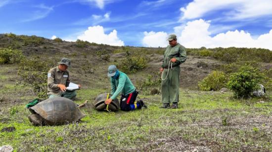 Censo de tortugas gigantes en Galápagos, en enero de 2024. 