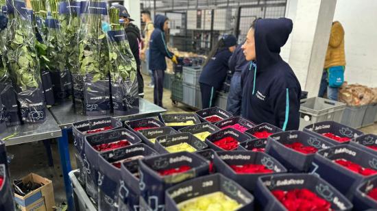 Una finca de flores en Pichincha, el 5 de febrero de 2024.