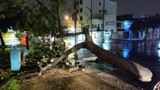 La lluvia provocó la caída de un árbol en Guayaquil la noche del jueves 8 de febrero de 2024.