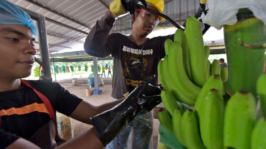 Imagen referencial de una finca bananera en Ecuador.