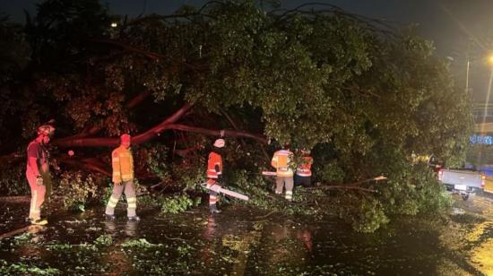 Caída de un árbol en Guayaquil.