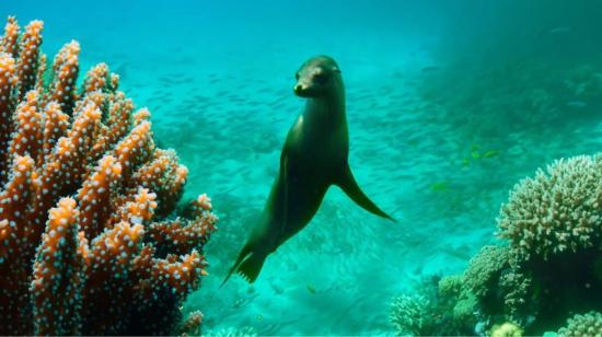 'Lions of the Sea' narra la emotiva historia de la lucha por la supervivencia de Pinni, un joven león marino
de las Galápagos, tras perder a su madre. 