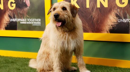 El perro Ukai asistió a la proyección especial de 'Arthur The King' y al evento de adopción de mascotas en el AMC Century City Cinema de Los Ángeles, el 19 de febrero de 2024.