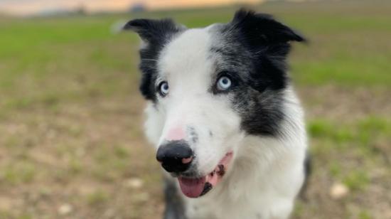 'Messi', es el nombre real del perro que aparece en la película nominada al Oscar 'Anatomía de una caída'.