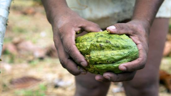 Imagen referencial de una mujer indígena sosteniendo un fruto de cacao en Ecuador.