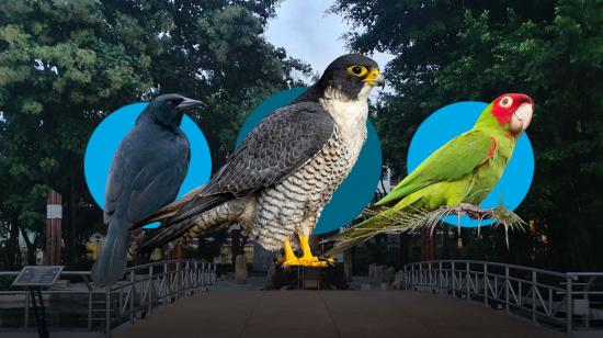 Tres de las especies de aves que dan vida al Malecón de Guayaquil.