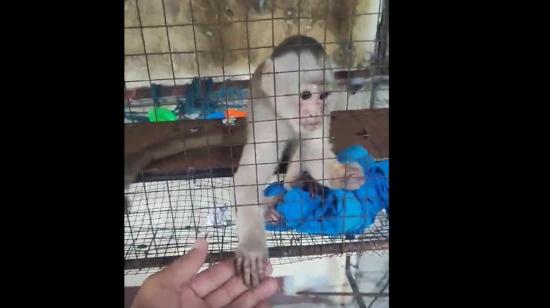 Imagen del mono capuchino encontrado en una vivienda en Guayaquil, el 21 de marzo de 2024.
