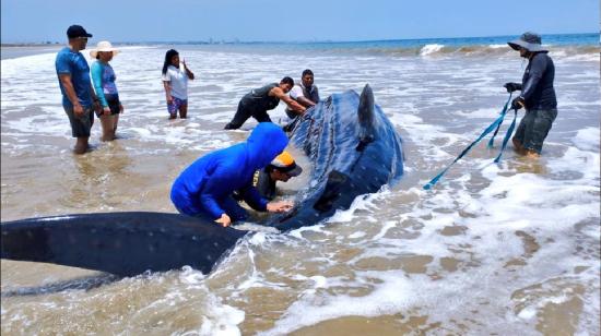 Un tiburón ballena murió en Santa Elena el 26 de marzo de 2024.