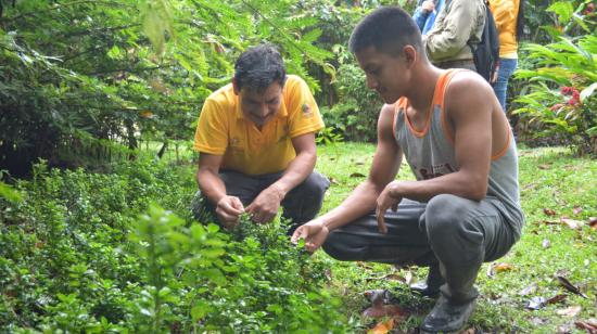 Durante 24 años, Ramón Pucha ha rescatado plantas en peligro de extinción y ahora tiene miles en su finca de 31 hectáreas en Napo. 