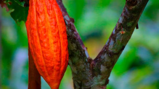Imagen referencial de una planta de cacao.