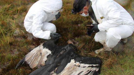 Personal ambiental especializado levanta el cuerpo de un cóndor hembra, hallada en los páramos de Napo, el 7 de abril de 2024.