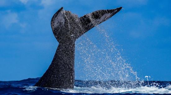 La nueva "Reserva Nacional Mar Tropical de Grau", creada por Perú, protege una de las rutas de las ballenas jorobadas.