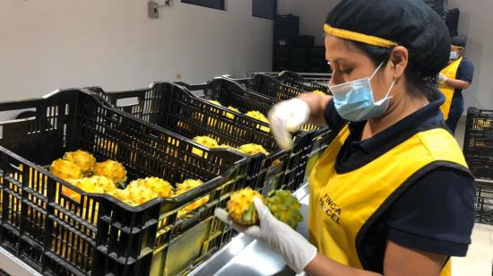 Una trabajadora de Finca Procel, exportadora de pitahaya a China y otros mercados. 