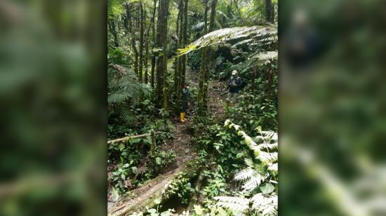 Bosque en el Chocó Andino.