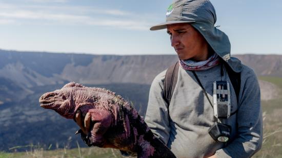 Investigador sostiene una iguana Rosada en el volcán Wolf.