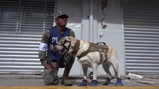 Frida, la perra rescatista mexicana que colaboró en las labores de rescate del terremoto de Ecuador de 2016, se jubila. 