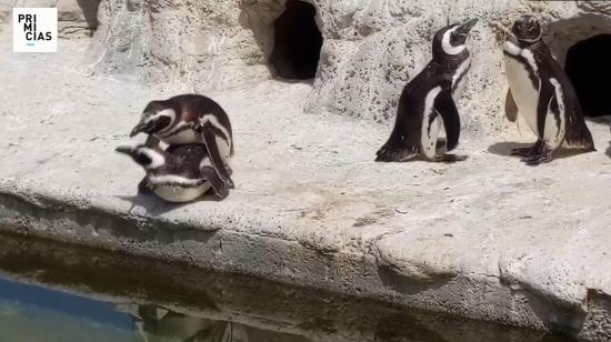 Rio y Eduardo son una pareja de pingüinos del mismo sexo -ambos varones- que habitan en el Zoo de San Francisco (California, EE.UU.), donde han criado hasta tres polluelos juntos y se han erigido en padres "ejemplares" dentro de la comunidad.