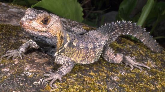 Reptil ecuatoriano Mantícoras de Anillos