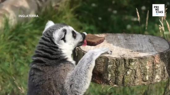 Lemures en el zoológico de Inglaterra disfrutan de helados para refrescarse ante la hola de calor en Europa.