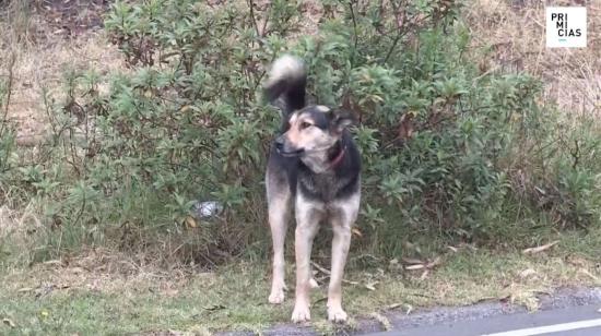 Captura de pantalla de un perro callejero en Quito.