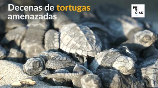 La actividad humana ha cambiado los hábitos de desove de estas tortugas, listadas como 'en peligro de extinsión'.