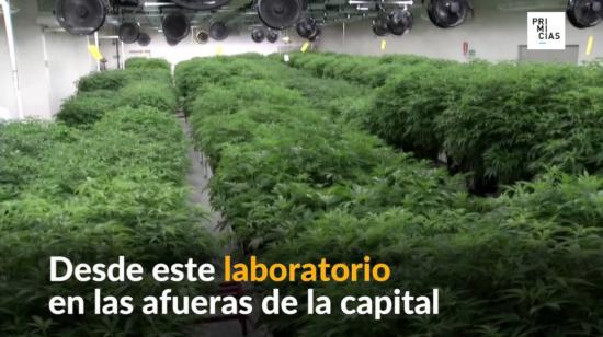 Exportación de cannabis medicinal.