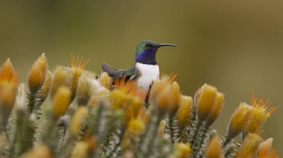 Nueva especie de colibrí endémica de Ecuador