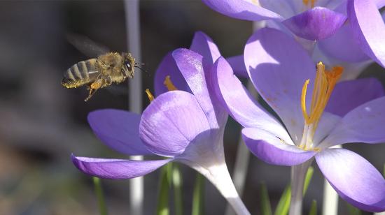 Abejas el riesgo de su extinción