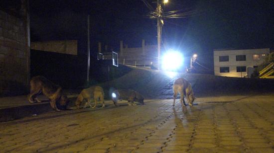 Perros callejeros